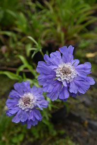 Scabiosa caucasica Fama Deep Blue